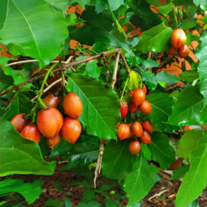 Buy Peanut Butter Fruit,Bunchosia Glandulifera - Plant from nursery nisarga