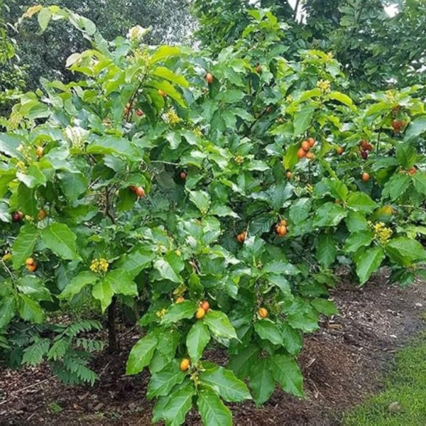 Buy Peanut Butter Fruit,Bunchosia Glandulifera - Plant from nursery nisarga
