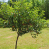 Buy Peanut Butter Fruit,Bunchosia Glandulifera - Plant from nursery nisarga