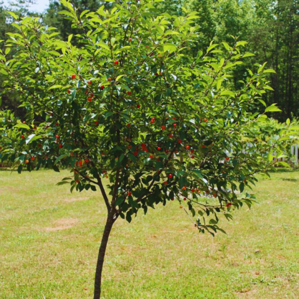 Buy Peanut Butter Fruit,Bunchosia Glandulifera - Plant from nursery nisarga