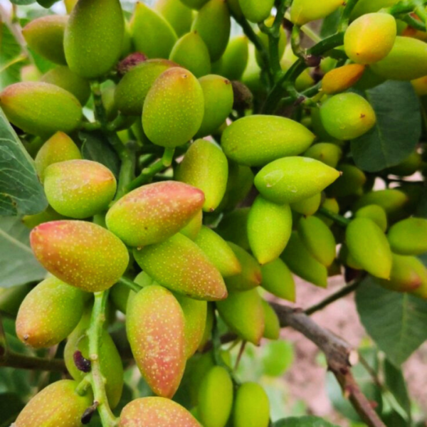 Buy Peanut Butter Fruit,Bunchosia Glandulifera - Plant from nursery nisarga