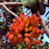 Buy Peanut Butter Fruit,Bunchosia Glandulifera - Plant from nursery nisarga