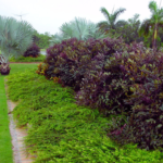 Buy Leea coccinea, Rubra,Burgundy leea - plant from Nursery Nisarga