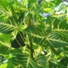 Buy Erythrina Variegata, Indian Coral Tree from Nursery Nisarga