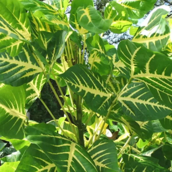 Buy Erythrina Variegata, Indian Coral Tree from Nursery Nisarga