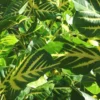 Buy Erythrina Variegata, Indian Coral Tree from Nursery Nisarga