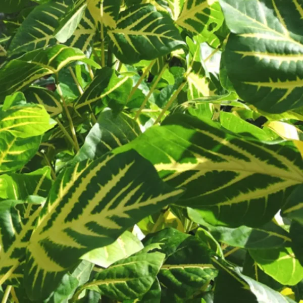 Buy Erythrina Variegata, Indian Coral Tree from Nursery Nisarga