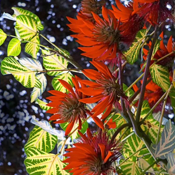 Buy Erythrina Variegata, Indian Coral Tree from Nursery Nisarga