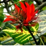 Buy Erythrina Variegata, Indian Coral Tree from Nursery Nisarga