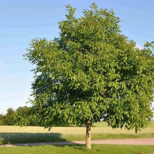 Buy Walnut Akhrot, Juglans Regia - Plant from Nursery Nisarga