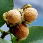 Buy Walnut Akhrot, Juglans Regia - Plant from Nursery Nisarga
