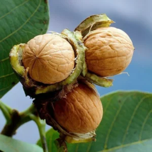 Buy Walnut Akhrot, Juglans Regia - Plant from Nursery Nisarga