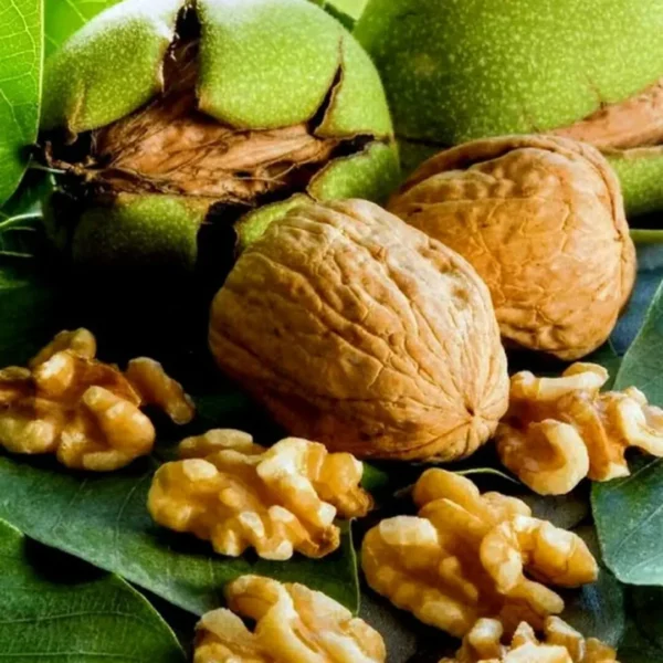 Buy Walnut Akhrot, Juglans Regia - Plant from Nursery Nisarga