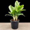 Buy Aglaonema Ice Plant Online at Nursery Nisarga