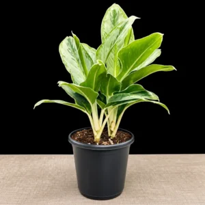 Buy Aglaonema Ice Plant Online at Nursery Nisarga