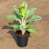Buy Aglaonema Ice Plant Online at Nursery Nisarga