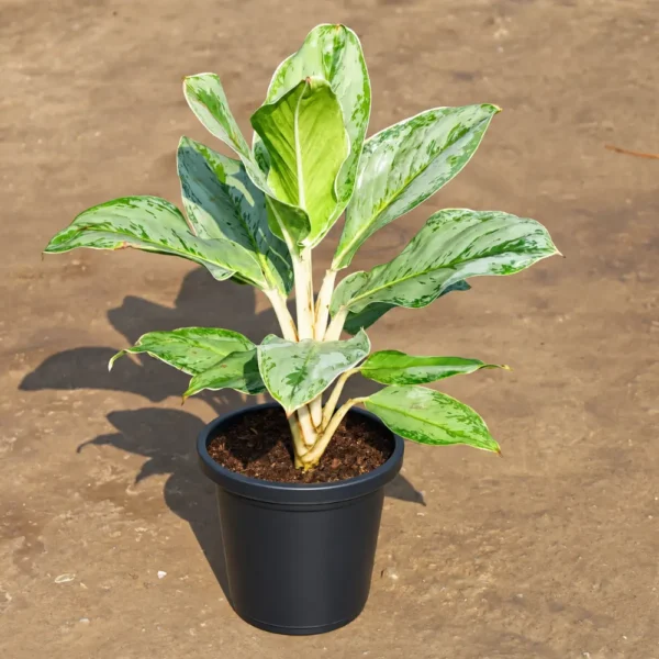 Buy Aglaonema Ice Plant Online at Nursery Nisarga