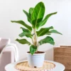 Buy Aglaonema Ice Plant Online at Nursery Nisarga