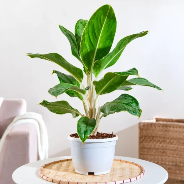 Buy Aglaonema Ice Plant Online at Nursery Nisarga