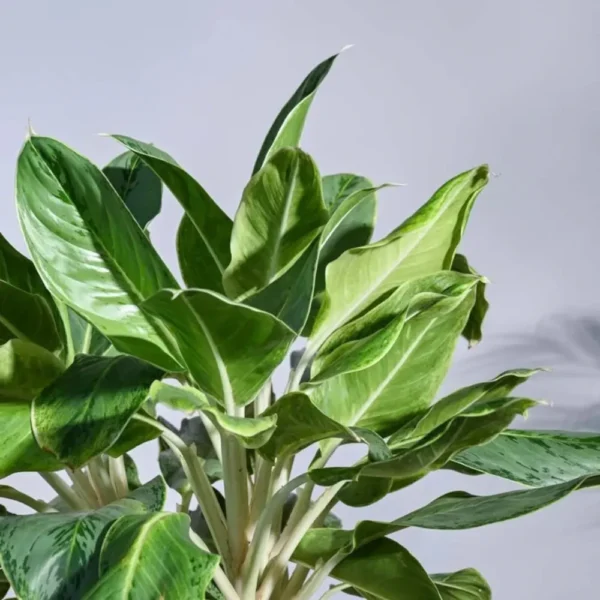 Buy Aglaonema Ice Plant Online at Nursery Nisarga