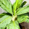 Buy Aglaonema Ice Plant Online at Nursery Nisarga