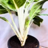 Buy Aglaonema Ice Plant Online at Nursery Nisarga
