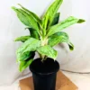 Buy Aglaonema Ice Plant Online at Nursery Nisarga