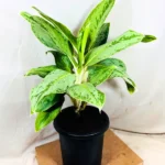 Buy Aglaonema Ice Plant Online at Nursery Nisarga