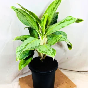 Buy Aglaonema Ice Plant Online at Nursery Nisarga