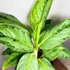 Buy Aglaonema Ice Plant Online at Nursery Nisarga