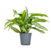 Buy Aglaonema Commutatum "Chinese Evergreen" Silver Queen - Plant from Nursery Nisarga