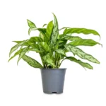 Buy Aglaonema Commutatum "Chinese Evergreen" Silver Queen - Plant from Nursery Nisarga
