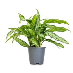 Buy Aglaonema Commutatum "Chinese Evergreen" Silver Queen - Plant from Nursery Nisarga