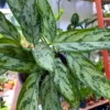Buy Aglaonema Commutatum "Chinese Evergreen" Silver Queen - Plant from Nursery Nisarga
