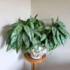 Buy Aglaonema Commutatum "Chinese Evergreen" Silver Queen - Plant from Nursery Nisarga