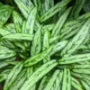 Buy Aglaonema Commutatum "Chinese Evergreen" Silver Queen - Plant from Nursery Nisarga