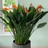Buy Bird of Paradise “Strelitzia reginae” -Plant from Nursery Nisarga