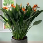 Buy Bird of Paradise “Strelitzia reginae” -Plant from Nursery Nisarga