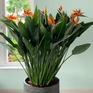 Buy Bird of Paradise “Strelitzia reginae” -Plant from Nursery Nisarga