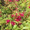 Buy Bougainvillea Ruby Pink - Plant online from Nursery Nisarga