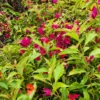 Buy Bougainvillea Ruby Pink - Plant online from Nursery Nisarga