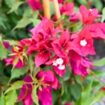 Buy Bougainvillea Ruby Pink - Plant online from Nursery Nisarga