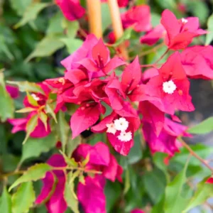 Buy Bougainvillea Ruby Pink - Plant online from Nursery Nisarga