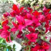 Buy Bougainvillea Ruby Pink - Plant online from Nursery Nisarga