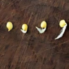 Buy Capsicum,Bell pepper(Shimla Mirch)-Seeds online at nursery nisarga
