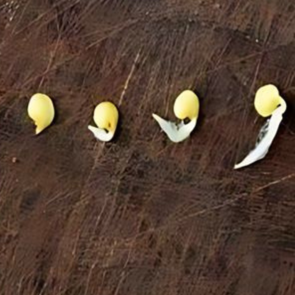Buy Capsicum,Bell pepper(Shimla Mirch)-Seeds online at nursery nisarga