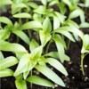 Buy Capsicum,Bell pepper(Shimla Mirch)-Seeds online at nursery nisarga