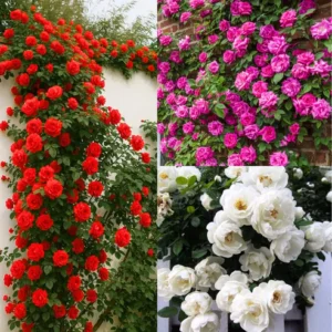 Buy Creeping, Climbing Rose (Red, Pink or White) - Pack of 3 from Nursery Nisarga