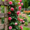 Buy Creeping, Climbing Rose (Red, Pink or White) - Pack of 3 from Nursery Nisarga