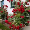 Buy Creeping, Climbing Rose (Red, Pink or White) - Pack of 3 from Nursery Nisarga